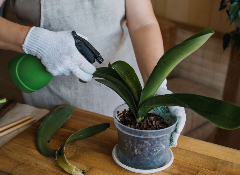 Oprysk storczyka należy powtórzyć