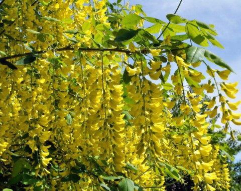 Karagana syberyjska (Caragana arborescens)