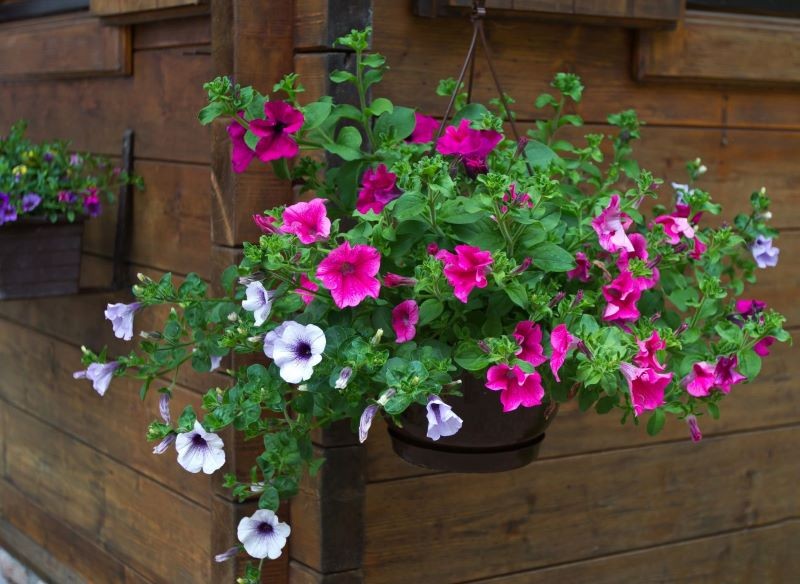 Petunie muszą rosnąć w żyznej ziemi. 