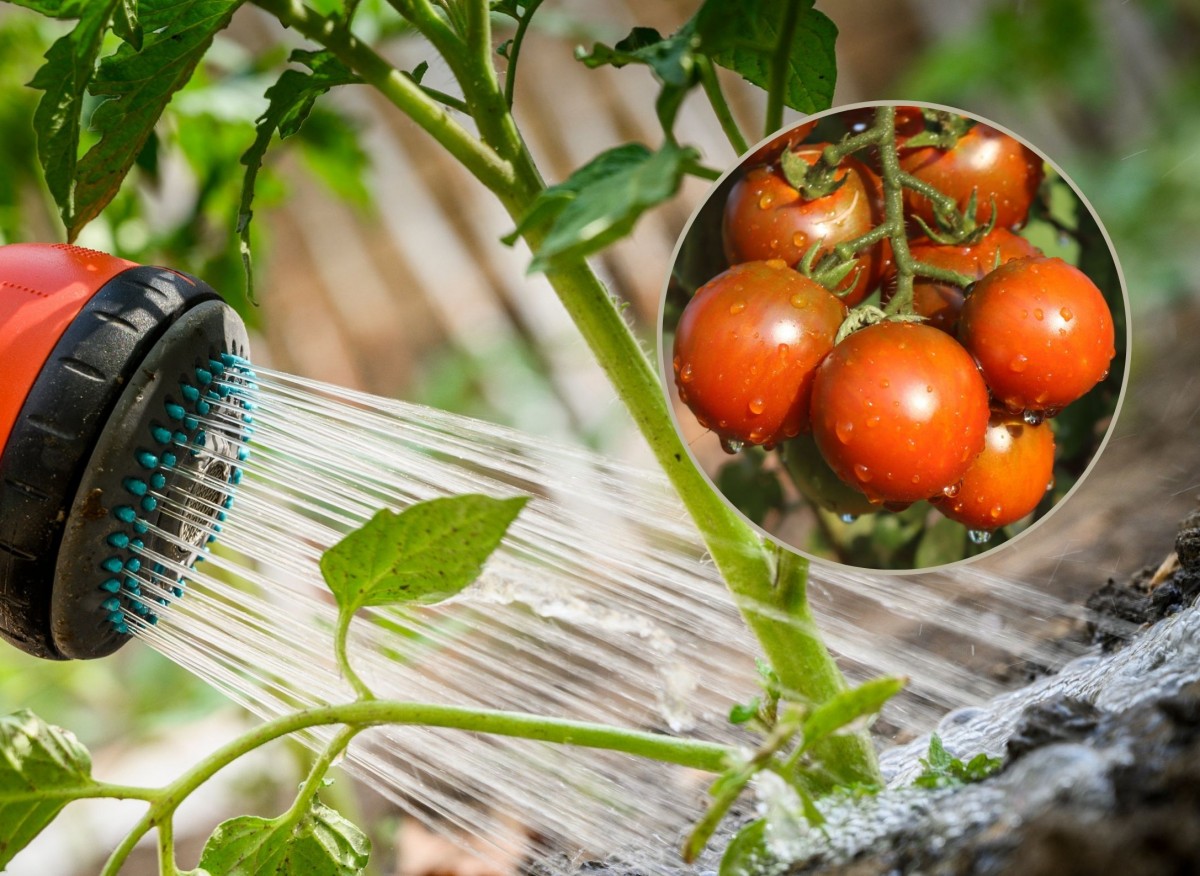 Podlewanie pomidorów