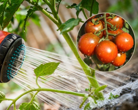 Jak i czym podlewać pomidory, aby dobrze owocowały?