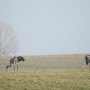 Leśne klimaty, PRZEBUDZENIE...