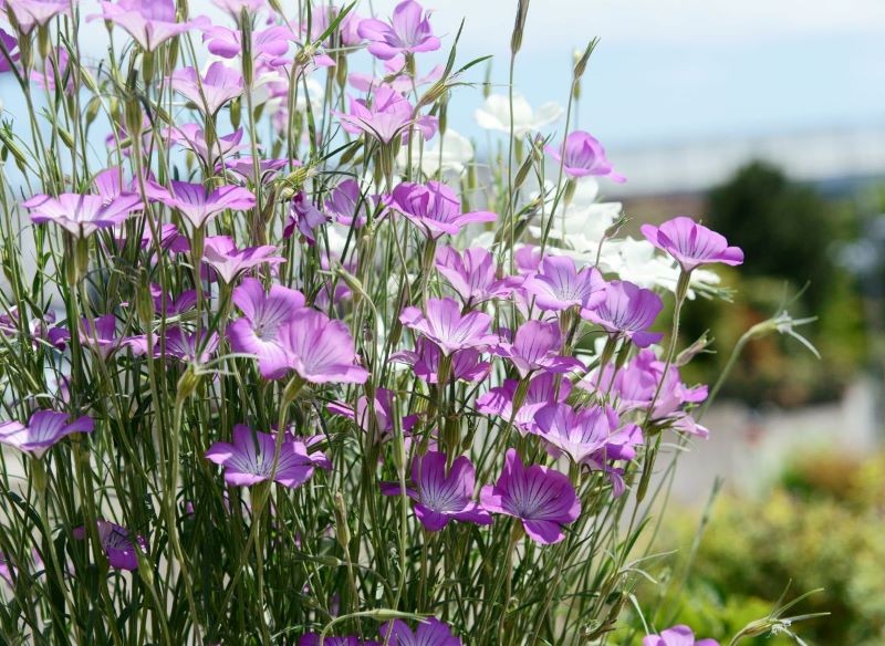 Kąkol polny można siać do gruntu w marcu.
