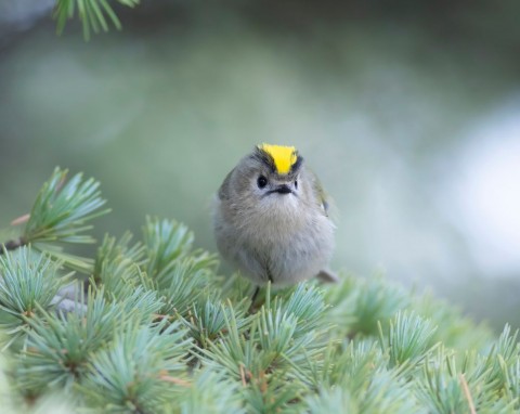 Mysikrólik to najmniejszy ptak w Polsce. Co zrobić, gdy przyleci do ogrodu?