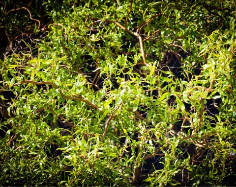 Rośnie bardzo szybko, na kolorowych gałęziach ma ciekawe liście. Wierzba mandżurska - uprawa i zastosowanie w ogrodzie