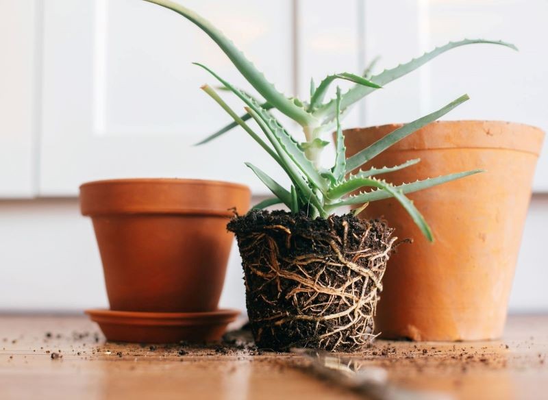 Źle dobrana doniczka może sprawić, że roślina zmarnieje.