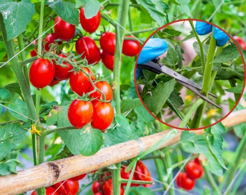 Uprawa pomidorów pod koniec sierpnia. Czego potrzebują, czym nawozić?