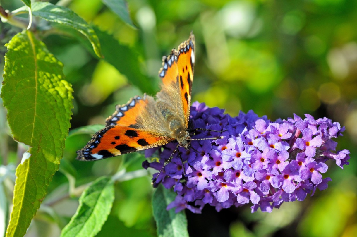 Pozostałe, TOP10 Kwitnących krzewów ogrodowych - BUDDLEJA Buddleja sp. 