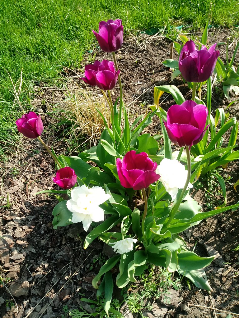 Rośliny, Majowe kwiatki - Tulipanowa rabatka