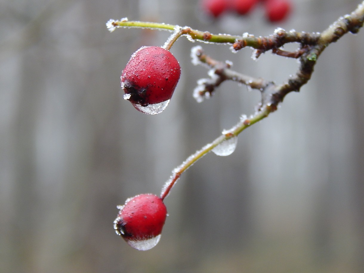 Leśne klimaty, WINTER ART ...