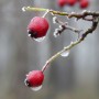 Leśne klimaty, WINTER ART ...