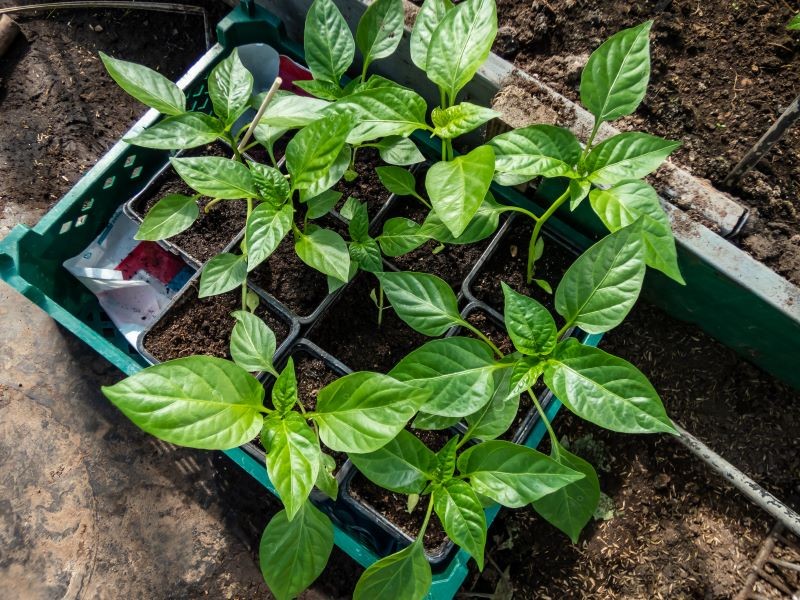 Termin sadzenia papryki ma duże znaczenie.