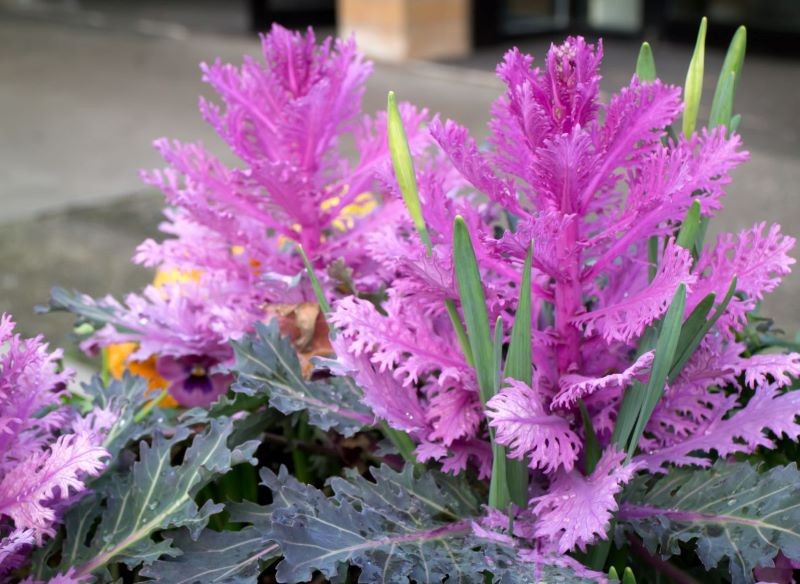 Kapusta ozdobna jest dobrym wyborem na cmentarz.