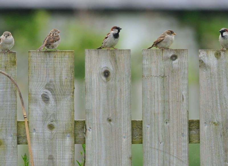 Populacja wróbli z roku na rok jest coraz mniej liczna.