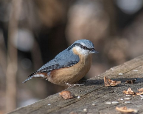 Zadziorny maluch, który chodzi po pniu głową w dół. Jak przyciągnąć kowalika do ogrodu?