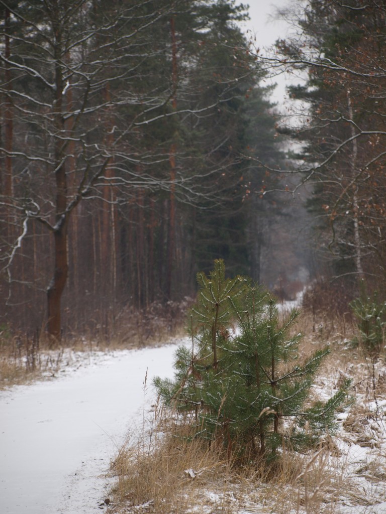 Podróże, śniegiem przyprószona