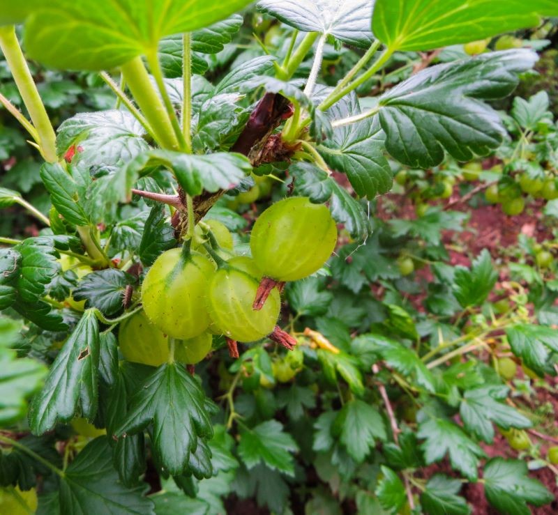 Cięcie agrestu jest podstawą jego pielęgnacji.