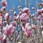 Rośliny, Urocza magnolia - Magnolia