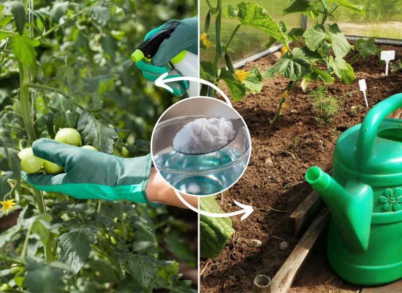 nawóz do ogórków i pomidorów
