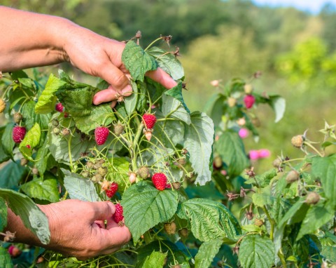 Sierpniowe cięcie malin. Porządkowanie pędów to podstawa po zbiorach