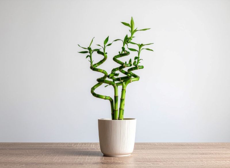 Dracena Sandera, czyli lucky bamboo, przyciąga dobrobyt, podobnie jak złota misa z owocami.