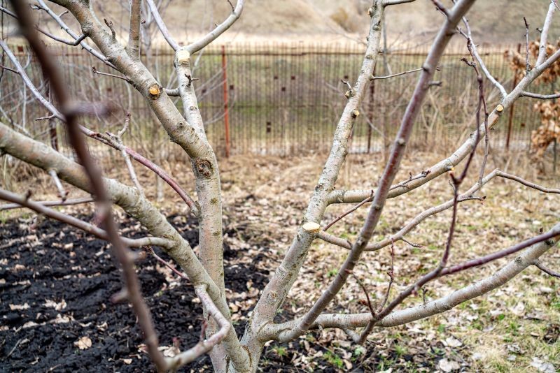 Niekt&oacute;re drzewa owocowe trzeba przyciąć w styczniu lub lutym, aby wydały obfity plon.