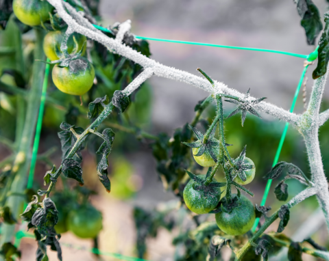 Jak uratować zmarznięte pomidory? Zrób tak, a sadzonki pomidorów odżyją