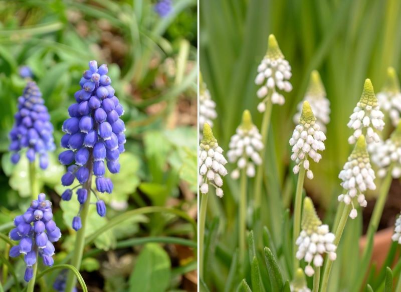 Szafirki kwitną nie tylko na niebiesko.