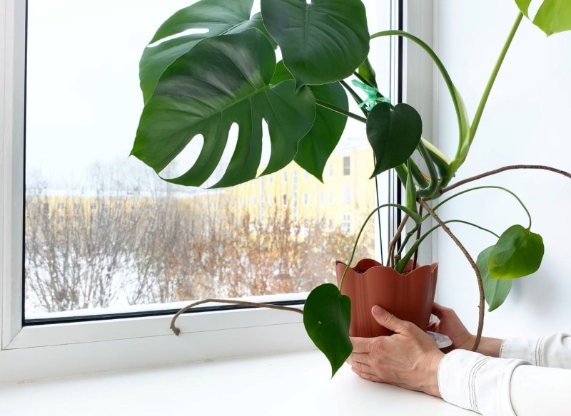 rośliny doniczkowe zimą