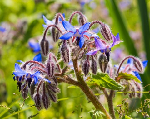 Ogórecznik lekarski (Borago officinalis)