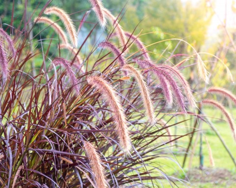 Rozplenica słoniowa (Pennisetum purpureum)