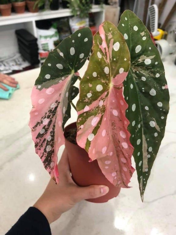 Dekoracje, Przepiękna odmiana begonii - Begonia maculata pink