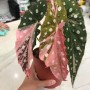 Dekoracje, Przepiękna odmiana begonii - Begonia maculata pink