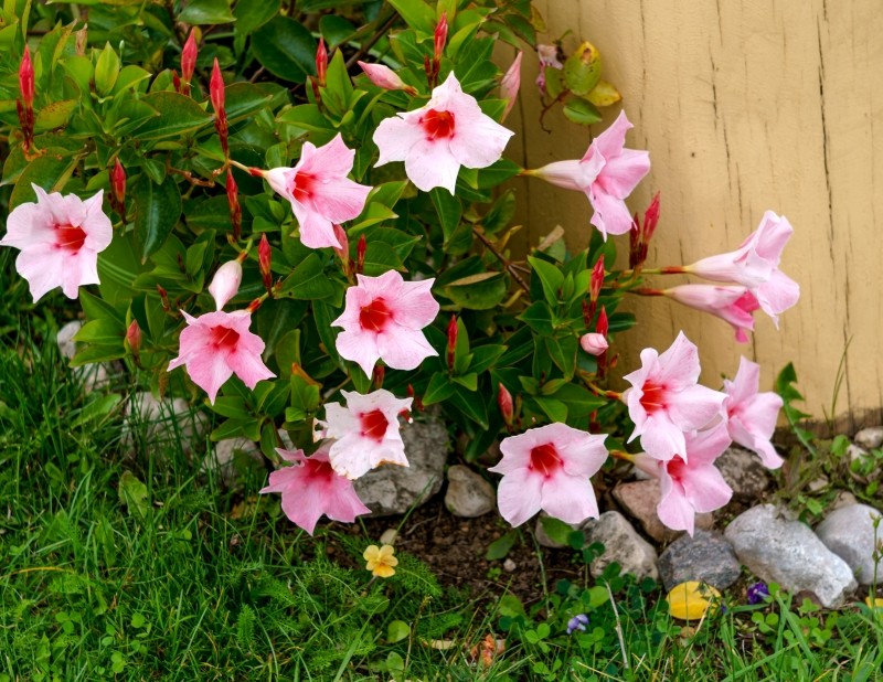 mandevilla