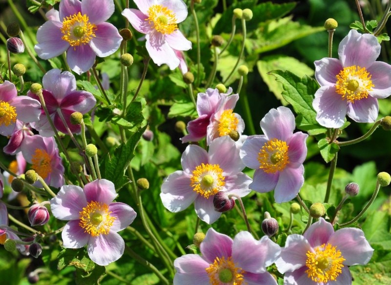 uprawa zawilca japońskiego