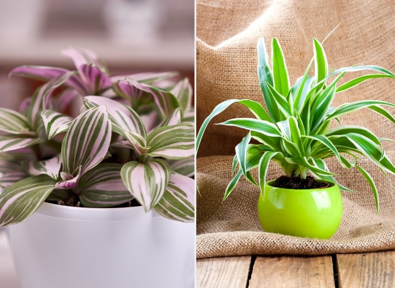 jakie kwiaty doniczkowe postawić w pokoju dziecka