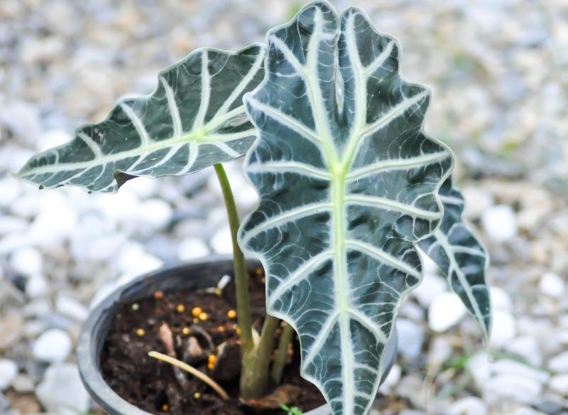 Nie jest łatwo sprostać wymaganiom alokazji.