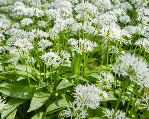 Czosnek niedźwiedzi (Allium ursinum)