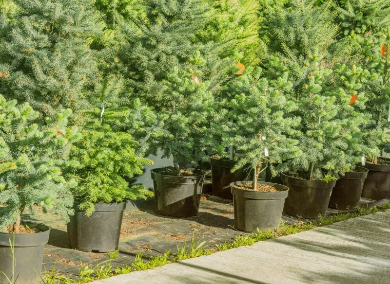 Jakie iglaki można sadzić w ogrodzie w maju?