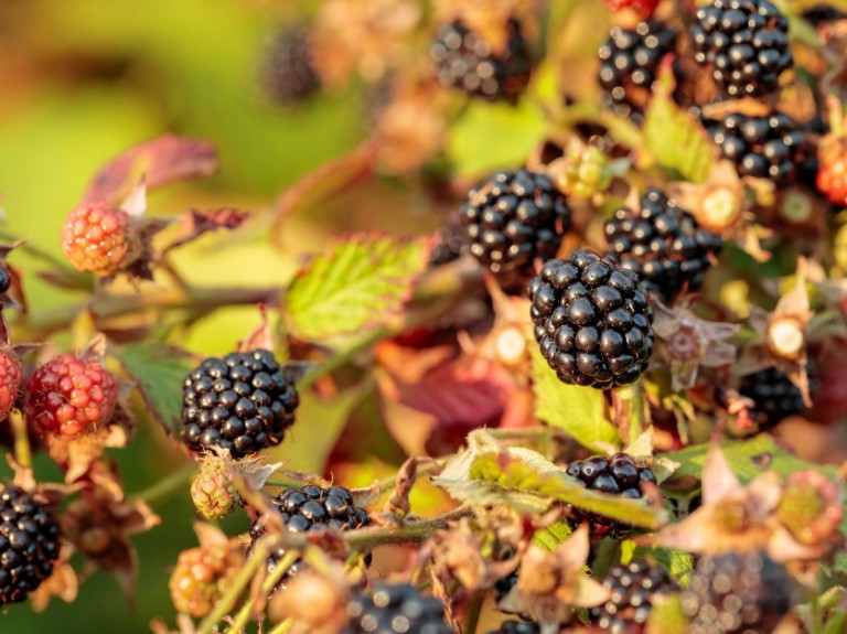 Zabezpieczanie jeżyny bezkolcowej na zimę. Co zrobić, żeby krzew przetrwał najsilniejsze mrozy?