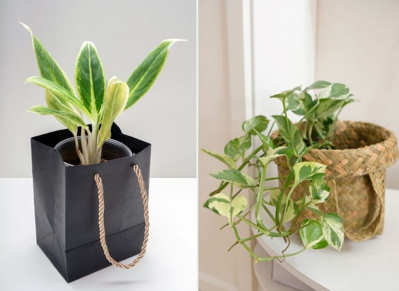 Aglaonema 'White Lipstick' i epipremnum złociste N'joy mają atrakcyjne liście.