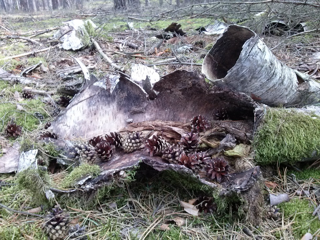 Pozostałe, Jeszcze trochę lata - w ulubionym lasku, w poszukiwaniu grzybów