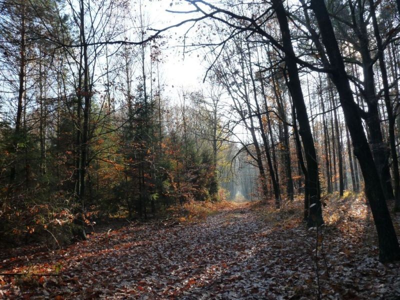 Pozostałe, W środku jesiennego lasu