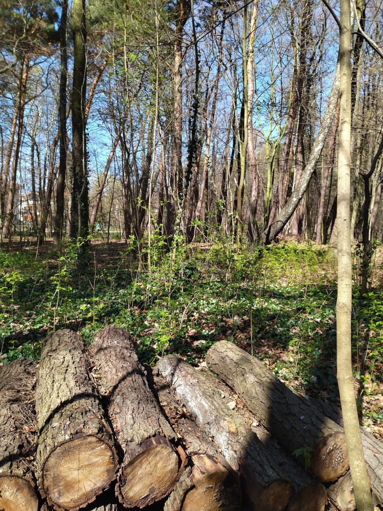 Rośliny, Wiosenny las...............i wiosna na balkonie................. - Najpiękniejszy miesiąc maj rozpieszcza nas słoneczną pogodą ........kwiatami...........świeżą zielenią ........i ............truskawkami.................chwilo trwaj..............