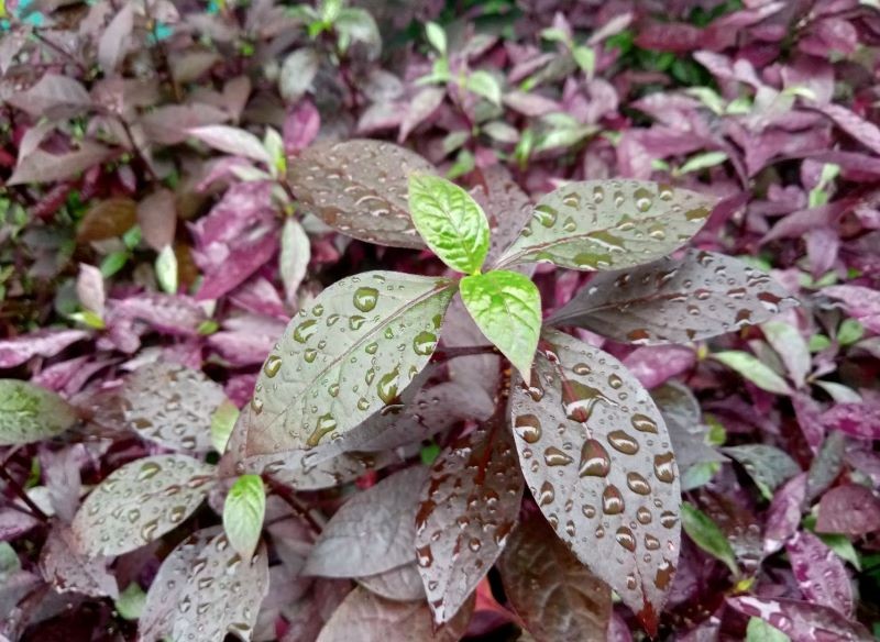 Alternantera powabna nadaje się do słonecznych ogrodów.