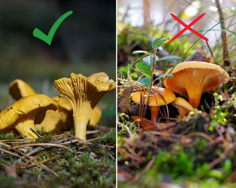 Trujące sobowtóry grzybów. Jak rozpoznać i gdzie szukać grzybów w lesie?
