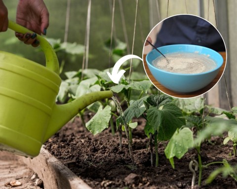 Nie tylko woda do podlewania ogórków. Przygotuj odżywkę na mocne korzenie, zdrowe i duże plony