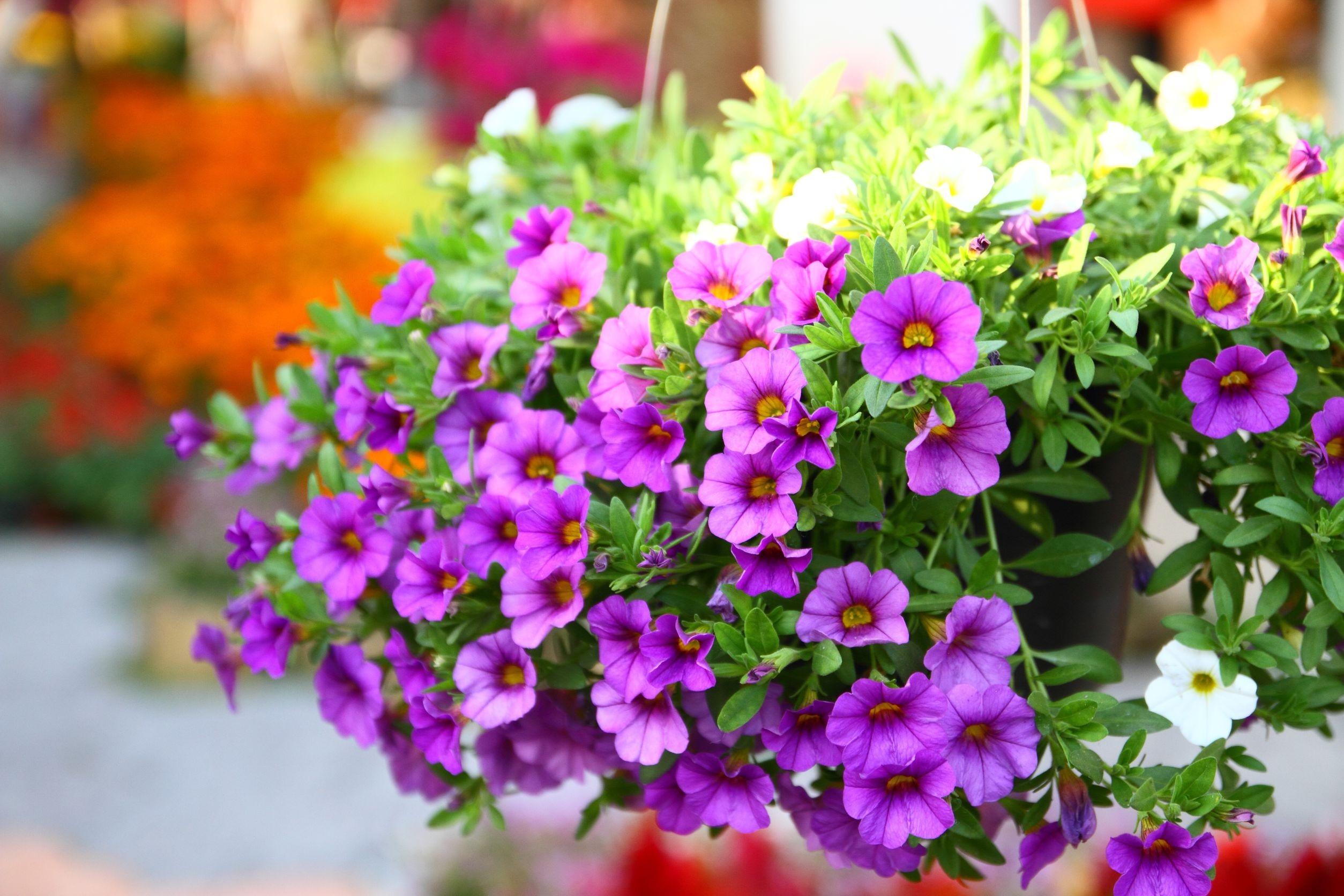 prtunia kwiaty