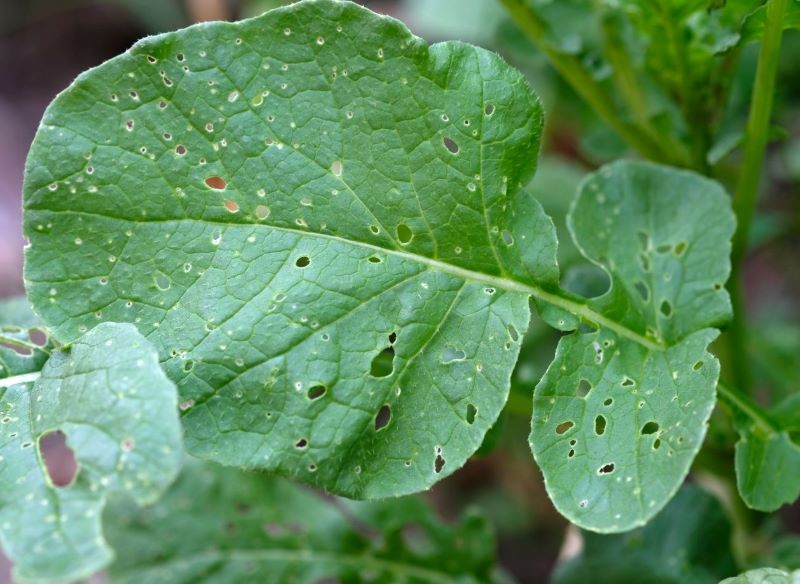 Szkodniki mogą zaatakować zarówno liście, jak i korzenie rzodkiewki.