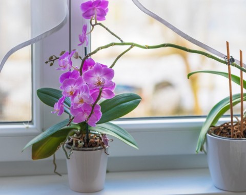 Korzenie powietrzne storczyków. Które można usunąć i jakie ma to wpływ na kwitnienie